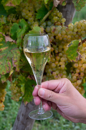 Tasting of grand cru sparkling white wine with bubbles champagne on chardonnay vineyards in Avize, Ay grand cru wine producer small village, Cote des Blancs, Champagne, Franceの写真素材