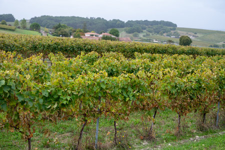Harvest time on vineyards of Cognac white wine region, Charente, ripe ready to harvest ugni blanc grape uses for Cognac strong spirits distillation, Franceの写真素材