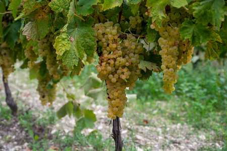 Harvest time on vineyards of Cognac white wine region, Charente, ripe ready to harvest ugni blanc grape uses for Cognac strong spirits distillation, Franceの写真素材