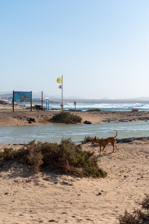 West coast of Fuerteventura island. Winter sea and sun vacation in El Cotillo touristic village, Canary islands, Spain on white sandy beach La Concha.の写真素材