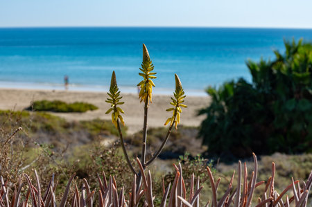 Sandy dunes and blue turquoise water of Sotavento beach, Costa Calma, Fuerteventura, Canary islands, Spain in winterの写真素材