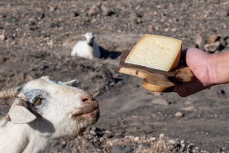 Goat cheese and goats on dry volcanic rocks and hillsides on Fuerteventura, Canary islands, Spain in winterの写真素材