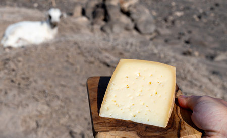 Goat cheese and goats on dry volcanic rocks and hillsides on Fuerteventura, Canary islands, Spain in winterの写真素材