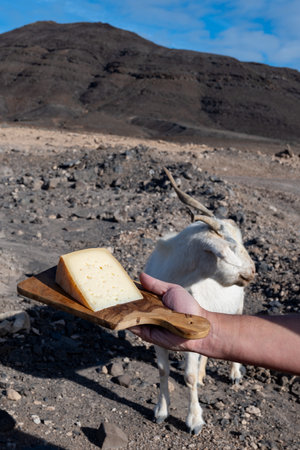 Goat cheese and goats on dry volcanic rocks and hillsides on Fuerteventura, Canary islands, Spain in winterの写真素材