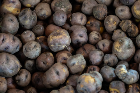 Special small tasty potatoes papas negras on market, main dish on Canary islands, Spain, cooked with lot of salt and served with mojo saucesの写真素材