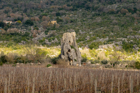 View on natural Monument Campo Soriano and olive trees, Lazio, Italy in winterの写真素材