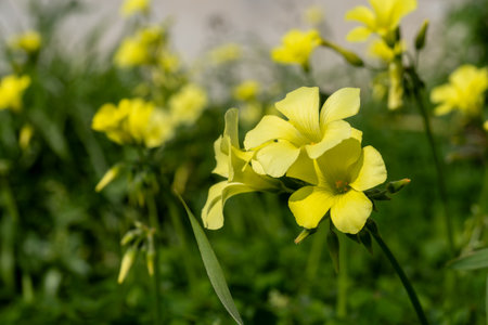 Countryside landscape with trees, spring season with colorful blossom of wild yellow flowersの写真素材