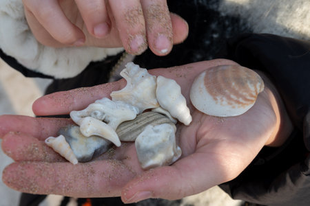 Child with collection of sea shells on its palm, walking on beachの写真素材