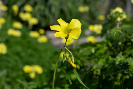 Countryside landscape with trees, spring season with colorful blossom of wild yellow flowersの写真素材
