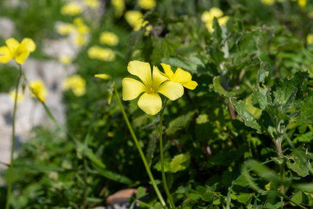 Countryside landscape with trees, spring season with colorful blossom of wild yellow flowersの写真素材