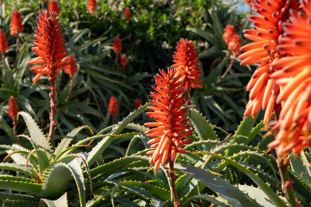 Aloe vera plantation, cultivation of aloe vera, healthy plant used for medicine, cosmetics, skin care, pink aloe blossomの写真素材
