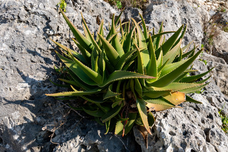 Aloe vera plantation, cultivation of aloe vera, healthy plant used for medicine, cosmetics, skin care, green leavesの写真素材
