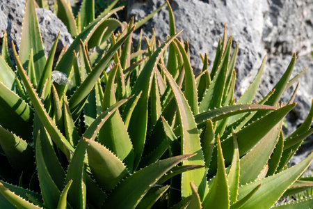 Aloe vera plantation, cultivation of aloe vera, healthy plant used for medicine, cosmetics, skin care, green leavesの写真素材