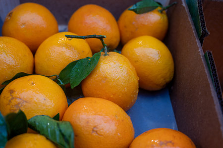Fresh ripe organic Spanish oranges citrus fruits on market close up with rain dropsの写真素材