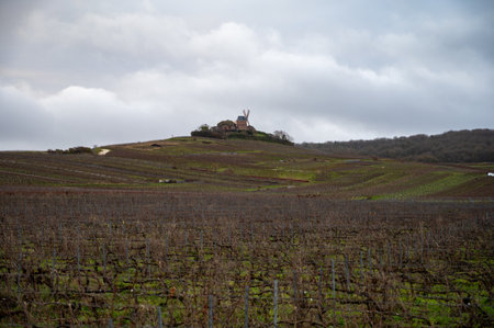 Winter time on Champagne grand cru vineyards near Verzenay, Verzy, Mailly, rows of old grape vines without leave, wine making in Franceの写真素材