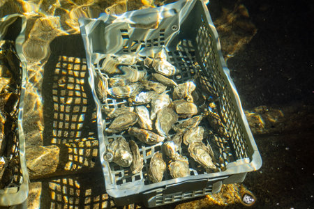 Boxes of live oysters under glistening flowing seawater at farm in oyster-farming village, ready to be eaten, Arcachon bay, Cap Ferret peninsula, Bordeaux, France, fresh sea foodの写真素材