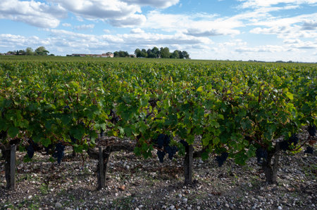 Green vineyards with rows of red Cabernet Sauvignon grape variety of Haut-Medoc vineyards in Bordeaux, left bank of Gironde Estuary, Margaux village, France, ready to harvestの写真素材