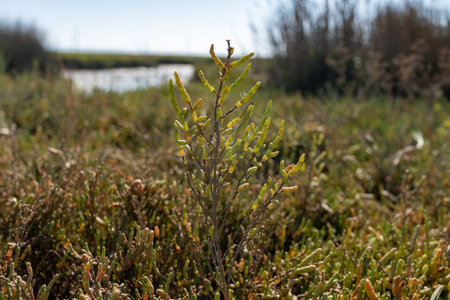 Salicornia succulent plant growing on salt marshes, Arcachon Bay at low tide with fisherman's boats and oysters farms, Cap Ferret peninsula, France, France's Atlantic coastlineの写真素材