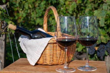 Tasting of Bordeaux blended red wine on green vineyards with rows of red Cabernet Sauvignon grape variety of Haut-Medoc vineyards in Bordeaux, left bank of Gironde Estuary, Franceの写真素材