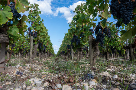 Green vineyards with rows of red Cabernet Sauvignon grape variety of Haut-Medoc vineyards in Bordeaux, left bank of Gironde Estuary, Margaux village, France, ready to harvestの写真素材
