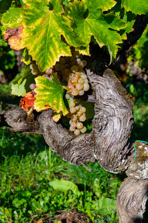 Ripe ready to harvest Semillon white grapes on Sauternes vineyards in Barsac village affected by Botrytis cinerea noble rot, making of sweet dessert Sauternes wines in Bordeaux, Franceの写真素材