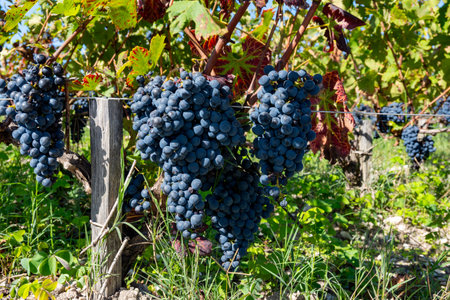 Vineyards in Pauillac village with rows of ripe red Cabernet Sauvignon grape variety of Haut-Medoc vineyards in Bordeaux, left bank of Gironde Estuary, France, ready to harvestの写真素材
