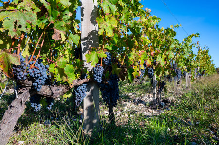 Green vineyards with rows of red Cabernet Sauvignon grape variety of Haut-Medoc vineyards in Bordeaux, left bank of Gironde Estuary, Margaux village, France, ready to harvestの写真素材