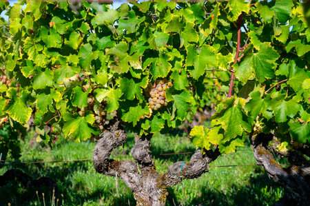Ripe ready to harvest Semillon white grapes on Sauternes vineyards in Barsac village affected by Botrytis cinerea noble rot, making of sweet dessert Sauternes wines in Bordeaux, Franceの写真素材