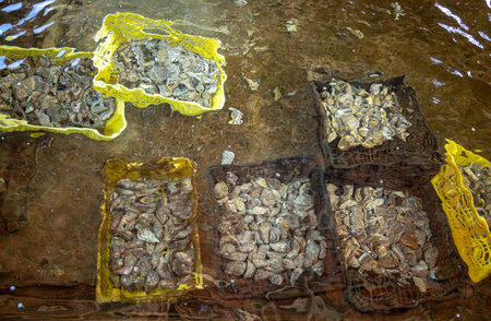 Boxes of live oysters under glistening flowing seawater at farm in oyster-farming village, ready to be eaten, Arcachon bay, Cap Ferret peninsula, Bordeaux, France, fresh sea foodの写真素材
