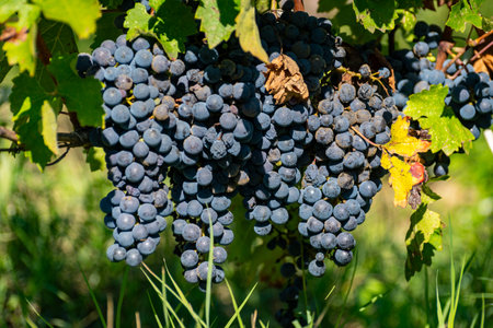 Vineyards in Pauillac village with rows of ripe red Cabernet Sauvignon grape variety of Haut-Medoc vineyards in Bordeaux, left bank of Gironde Estuary, France, ready to harvestの写真素材