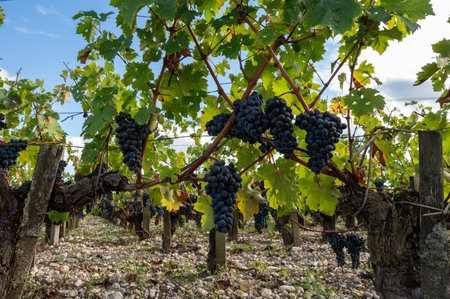 Green vineyards with rows of red Cabernet Sauvignon grape variety of Haut-Medoc vineyards in Bordeaux, left bank of Gironde Estuary, Margaux village, France, ready to harvestの写真素材