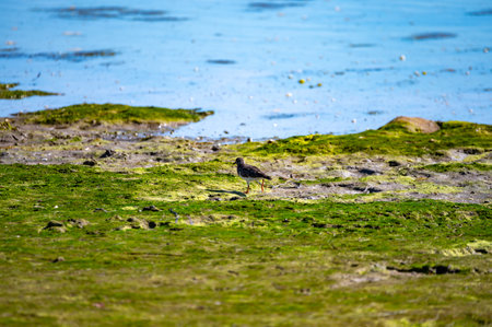 Birds eating sea shells at low tide in Arcachon Bay with many fisherman's boats and oysters farms, Cap Ferret peninsula, France, southwest of Bordeaux, France's Atlantic ocean coastlineの写真素材