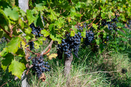 Vineyards in Pauillac village with rows of ripe red Cabernet Sauvignon grape variety of Haut-Medoc vineyards in Bordeaux, left bank of Gironde Estuary, France, ready to harvestの写真素材
