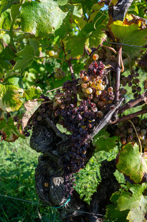Ripe ready to harvest Semillon white grapes on Sauternes vineyards in Barsac village affected by Botrytis cinerea noble rot, making of sweet dessert Sauternes wines in Bordeaux, Franceの写真素材