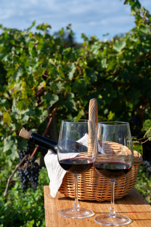Tasting of Bordeaux blended red wine on green vineyards with rows of red Cabernet Sauvignon grape variety of Haut-Medoc vineyards in Bordeaux, left bank of Gironde Estuary, Franceの写真素材