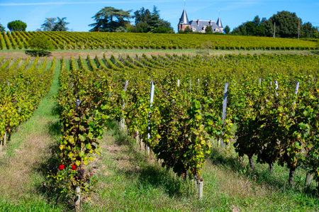 Ripe ready to harvest Semillon white grapes on Sauternes vineyards in Barsac village affected by Botrytis cinerea noble rot, making of sweet dessert Sauternes wines in Bordeaux, Franceの写真素材