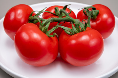 Red ripe tasty Dutch tomatoes growing indoor in greenhouse all seasons, food industry in Netherlands, close upの写真素材