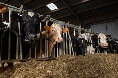 Feeding of cows on organic cheese farm in Netherlands, dutch gouda hard cheese production, farm visitの写真素材