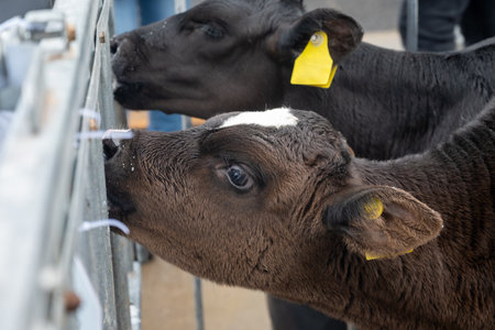 Cow breeding, little calfs sucking milk on organic cheese farm in Netherlands, dutch gouda hard cheese productionの写真素材