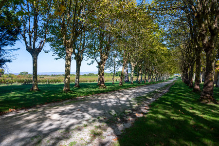 Road with trees in wine domain or chateau in Haut-Medoc red wine making region, Bordeaux, left bank of Gironde Estuary, Franceの写真素材