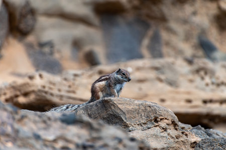 Chipmunk or barbary ground squirrel animal sits on dark lava stones in sun lights on Fuerteventura, Canary Islands, Spain in winterの写真素材