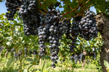 Vineyards near St. Emilion town, production of red Bordeaux wine, Merlot or Cabernet Sauvignon grapes on cru class vineyards in Saint-Emilion wine making region, France, Bordeaux in autumnの写真素材