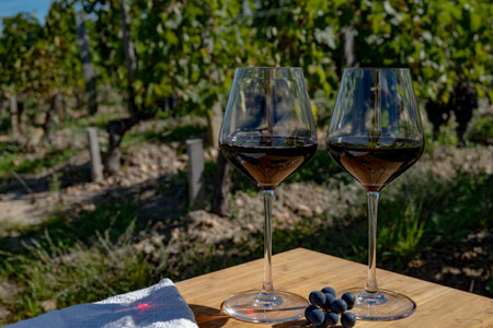 Tasting of red Bordeaux wine, Merlot or Cabernet Sauvignon red wine grapes on cru class vineyards in Pomerol, Saint-Emilion wine making region, France, Bordeauxの写真素材