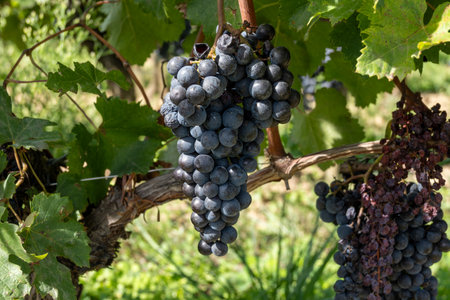 Vineyards near St. Emilion town, production of red Bordeaux wine, Merlot or Cabernet Sauvignon grapes on cru class vineyards in Saint-Emilion wine making region, France, Bordeaux in autumnの写真素材