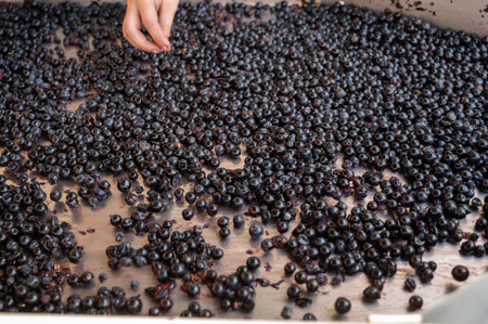 Sorting belt, harvest works in Saint-Emilion wine making region on right bank of Bordeaux, picking, sorting with hands and crushing Merlot or Cabernet Sauvignon red wine grapes, France. Red wines of Bordeaux.の写真素材