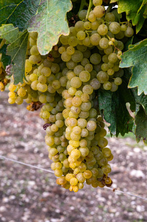 Harvest time on vineyards of Cognac white wine region, Charente, ripe ready to harvest ugni blanc grape uses for Cognac strong spirits distillation, Franceの写真素材