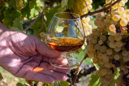 Tasting of Cognac strong alcohol drink in Cognac region, Grande Champagne, Charente with ripe ready to harvest ugni blanc grape on background uses for spirits distillation, Franceの写真素材