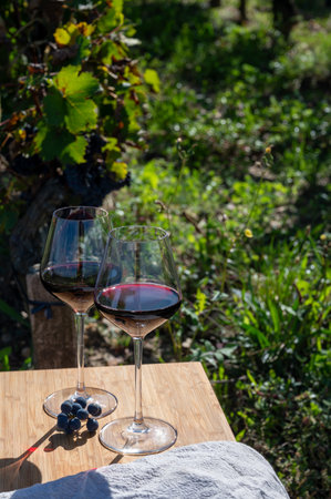 Tasting of red Bordeaux wine, Merlot or Cabernet Sauvignon red wine grapes on cru class vineyards in Pomerol, Saint-Emilion wine making region, France, Bordeauxの写真素材