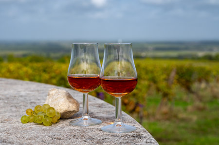 Tasting of Cognac strong alcohol drink in Cognac region, Grand Champagne, Charente with rows of ripe ready to harvest ugni blanc grape on background uses for spirits distillation, Franceの写真素材