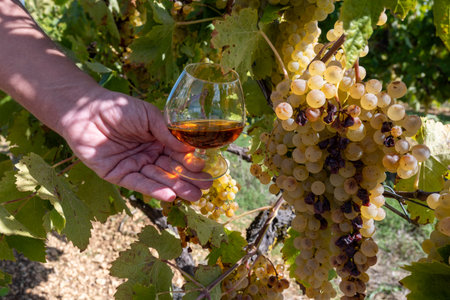 Tasting of Cognac strong alcohol drink in Cognac region, Grande Champagne, Charente with ripe ready to harvest ugni blanc grape on background uses for spirits distillation, Franceの写真素材